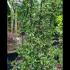 Pyracantha Golden Glow 1.3-1.5 m buy online UK.
