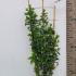 Pyracantha Golden Glow 80-100 cm buy online UK.