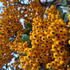 an evergreen shrub with striking clusters of golden-yellow berries, adding a splash of colour to your garden throughout autumn and winter