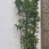 Pyracantha Orange Charmer 80-100 cm buy online UK.