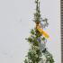 Pyracantha Orange Charmer 60-80 cm buy online UK.