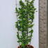 pyraredcol 1.3-1.5 m buy online UK.