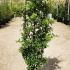 Pyracantha Red Column 80-100 cm buy online UK.