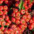 Pyracantha Red Column, Evergreen Shrub with Red Berries in Autumn. Buy online with UK delivery.