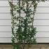 Pyracantha Saphyr Orange 1.3-1.5 m buy online UK.