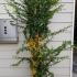 Pyracantha Saphyr Orange 1.5-1.75 m buy online UK.
