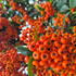 thorny shrub makes an excellent barrier or hedge
