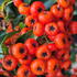 prized for its clusters of bright orange berries that bring colour to your garden from autumn through winter