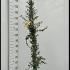 Pyracantha Saphyr Yellow (Yellow Firethorn) 1.25-1.5 m buy online UK.