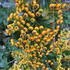 Pyracantha Soleil d