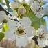 Pyrus Calleryana Capital Flowering Pear, ornamental pear of narrow habit & very pretty white flowers