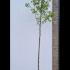 Pyrus Calleryana Capital Ornamental Pear 3-3.5 m buy online UK.