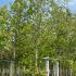 Pyrus Calleryana Chanticleer Full Standard 4-5 m buy online UK.