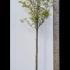 Pyrus Calleryana Chanticleer Full Standard 3.5-4 m buy online UK.