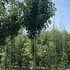 pccfs 3-3.5 m buy online UK.