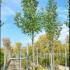 Pyrus Calleryana Chanticleer Full Standard 4.5-5 m buy online UK.