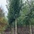 pccfs 3.5-4 m buy online UK.