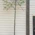 Pyrus Calleryana Chanticleer Pleached 3.5 m buy online UK.