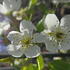 Pyrus communis pear tree with white spring blossom and edible fruit