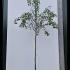 Pyrus Communis Conference Pear 3-3.5 m buy online UK.