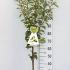 Pyrus Communis Conference Pear 1.25-1.5 m buy online UK.
