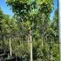 Pyrus Communis Conference Pear 1.75-2 m buy online UK.