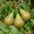 Fan trained Conference pear trees buy UK
