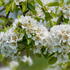 Pleached Pear Trees, variety Doyenne du Comice, buy online UK delivery