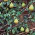 Pyrus Doyenne du Comice Fan Trained Pear Trees for Sale UK delivery.