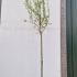 Pyrus Communis Doyenne Du Comice Pear 3-3.5 m buy online UK.