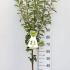Pyrus Communis Doyenne Du Comice Pear 1.25-1.5 m buy online UK.