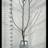 Pyrus Communis Doyenne Du Comice Pear 1.3-1.5 m buy online UK.