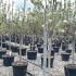 Pyrus Communis Kaiser Alexander Pear 2-2.25 m buy online UK.