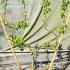 Pyrus Doyenne du Comice Fan Trained 1.2 m buy online UK.