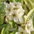 Pyrus Salicifolia Pendula - Weeping Silver Pear trees flowering, full standard good sized trees for sale online, UK delivery