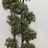Unique Quercus Ilex Cloud Tree - expertly trained as a Japanese style cloud tree and available for delivery in the UK