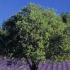 Quercus Ilex Full Standard, Holm Oak as a standard tree, London specialists in Mediterranean plants, UK 