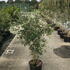 quercushrub 1-1.25 m buy online UK.