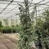 Quercus Ilex Hedging Shrub 1.75-2 m buy online UK.