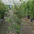 quercushrub 1.5-1.75 m buy online UK.