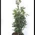 Quercus Ilex Hedging Shrub 60-80 cm buy online UK.