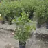 quercushrub 40-60 cm buy online UK.