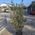 quercushrub 1.5-1.75 m buy online UK.