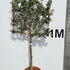quercilexfra 1.5 m buy online UK.