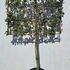 quercilexfra 1.9 m buy online UK.