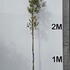 quercifs 2.75-3.25 m buy online UK.
