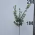 quercifs 1.4-1.6 m buy online UK.