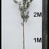 quercifs 2.5-3 m buy online UK.