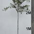 quercifs 2.5-3 m buy online UK.