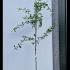 Quercus Robur - English Oak Tree 2-2.5 m buy online UK.
